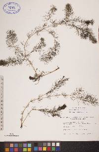 Myriophyllum sibiricum image