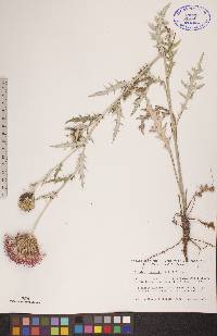 Cirsium flodmanii image