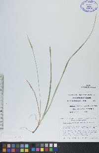 Carex saximontana image