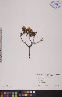 Rhododendron tomentosum subsp. decumbens image