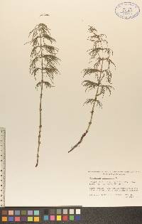 Equisetum sylvaticum image