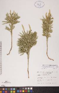 Dendrolycopodium dendroideum image