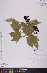 Viburnum trilobum image