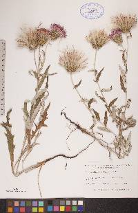 Cirsium flodmanii image