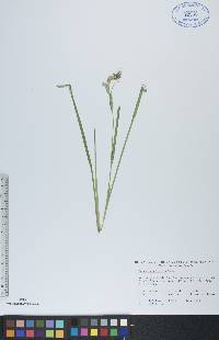 Carex laeviconica image
