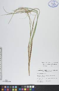 Carex rostrata image