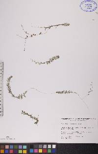 Utricularia intermedia image