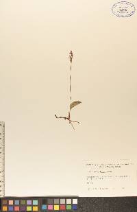 Orchis rotundifolia image