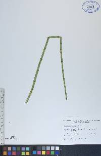 Equisetum fluviatile image