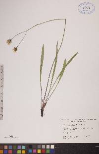 Crepis runcinata image