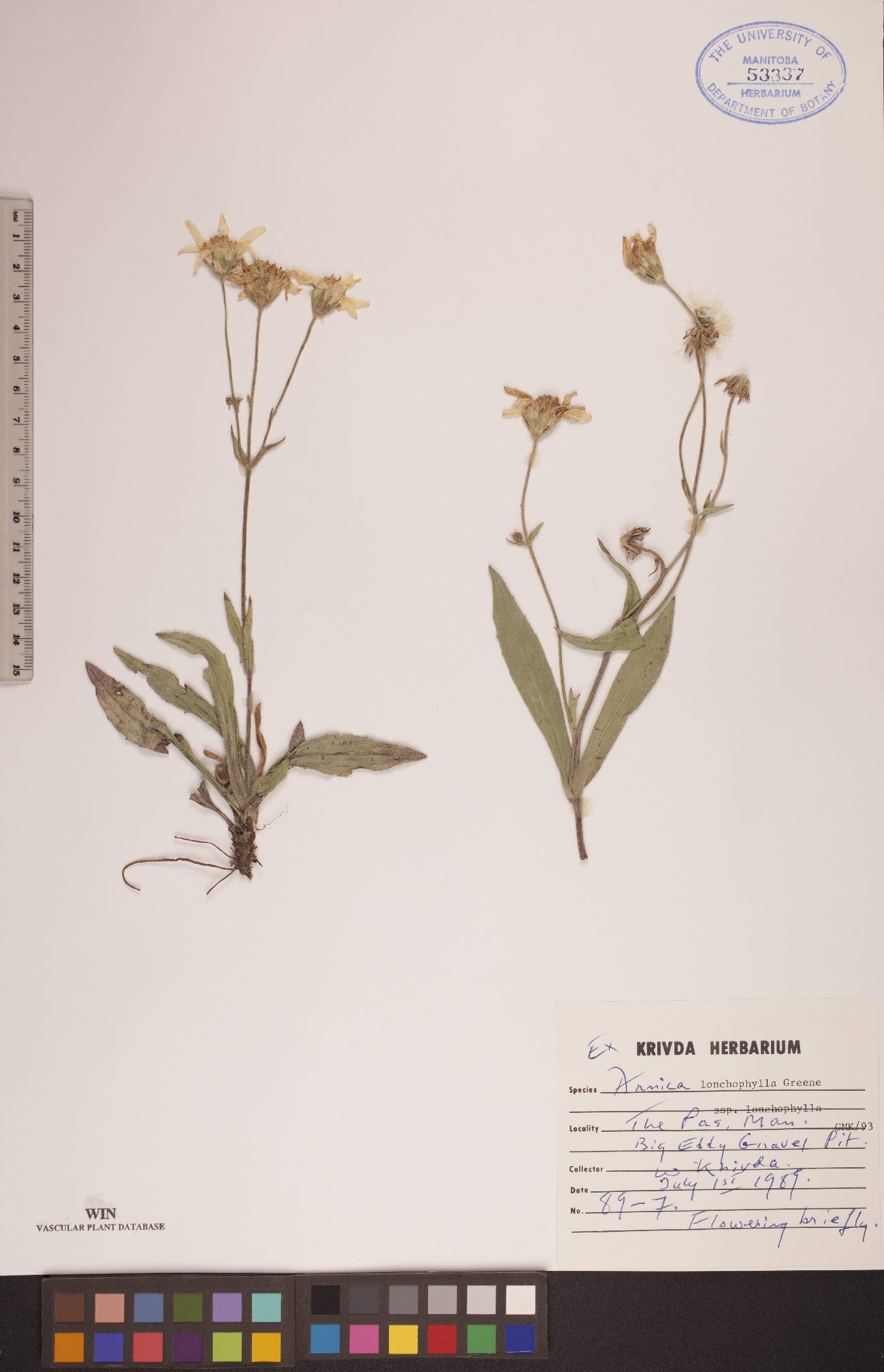 Arnica lonchophylla subsp. lonchophylla image