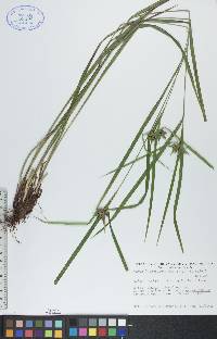 Carex intumescens var. fernaldii image