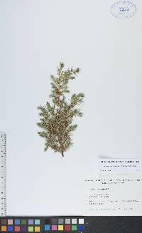 Juniperus communis var. depressa image