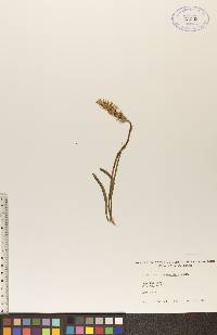 Spiranthes romanzoffiana image