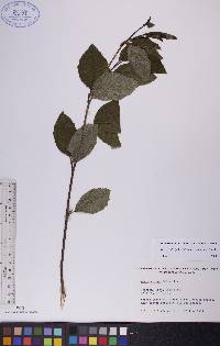 Alnus viridis subsp. crispa image