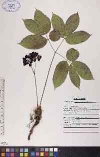 Aralia nudicaulis image