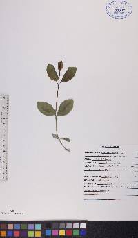 Lonicera dioica image