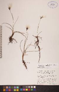 Eriophorum angustifolium image