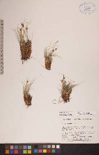 Carex nardina image