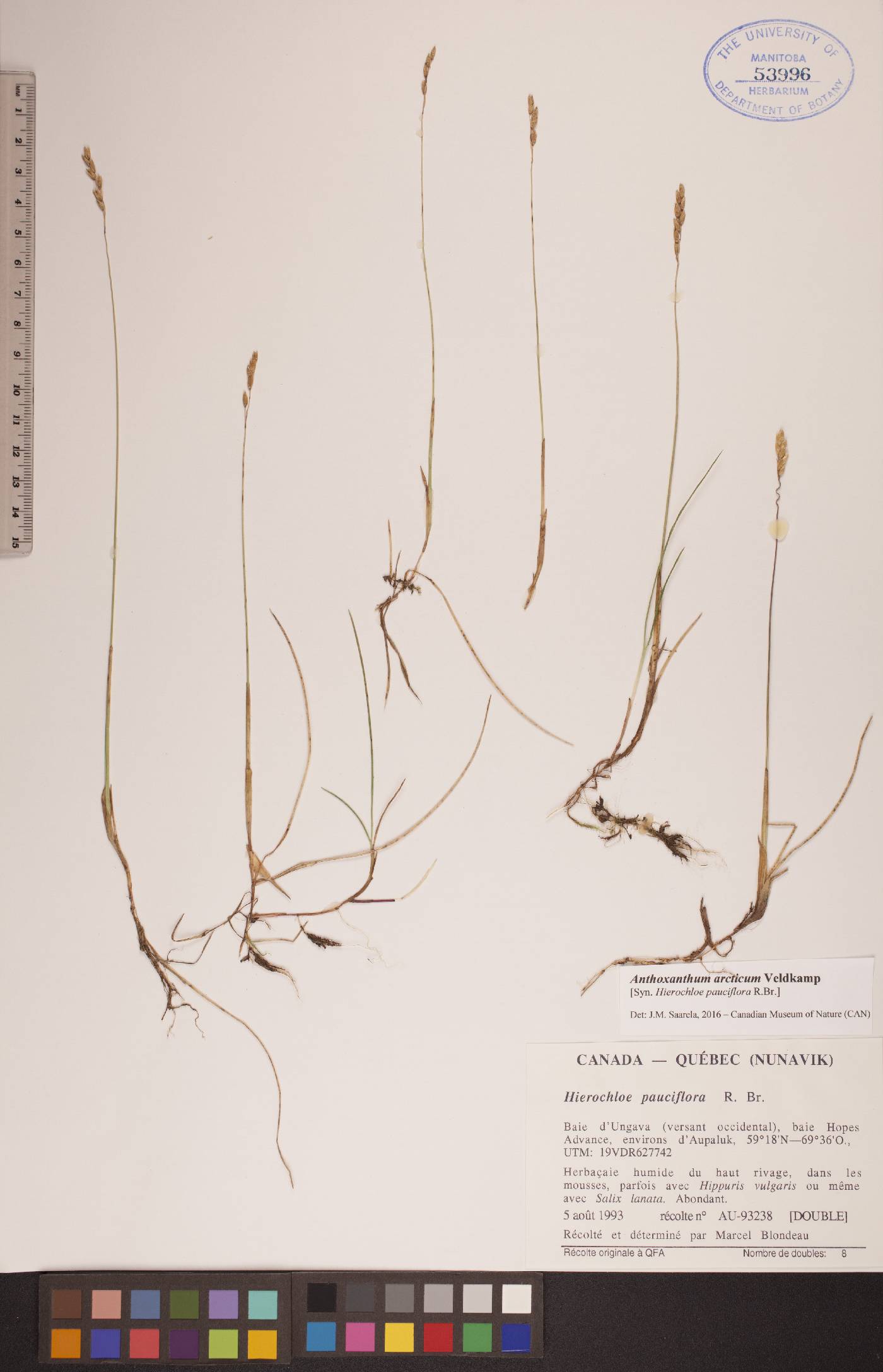 Anthoxanthum arcticum image