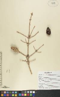 Picea glauca image