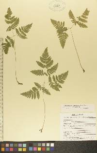 Gymnocarpium dryopteris image