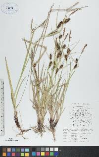 Carex houghtonii image