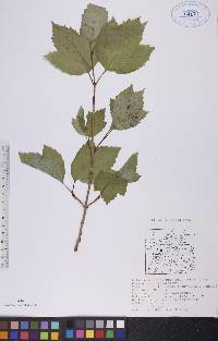 Viburnum edule image