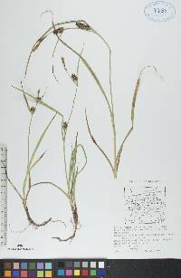 Carex houghtonii image