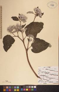 Arctium tomentosum image