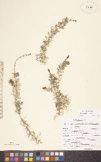 Myriophyllum sibiricum image