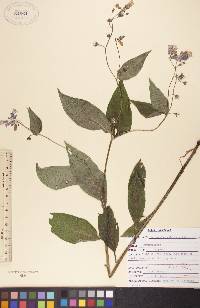 Mertensia paniculata image