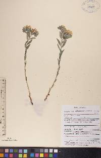 Lithospermum canescens image