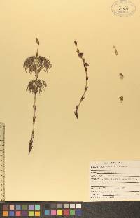 Equisetum sylvaticum image