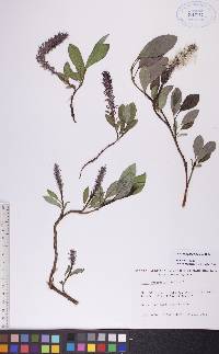 Salix arctophila image