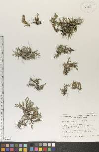 Selaginella rupestris image