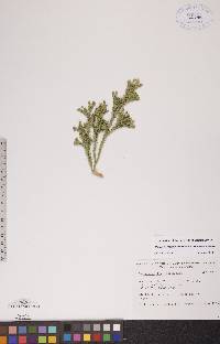 Dendrolycopodium dendroideum image