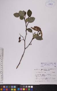 Alnus viridis image