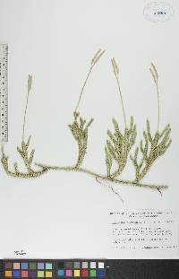 Lycopodium clavatum var. clavatum image