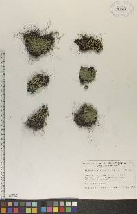 Selaginella rupestris image