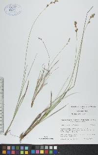 Carex foenea image