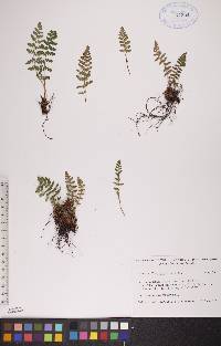 Woodsia ilvensis image