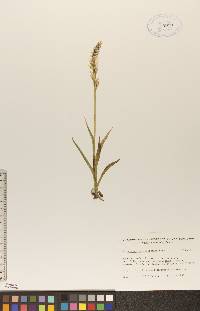 Spiranthes romanzoffiana image