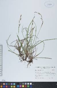 Carex vaginata image
