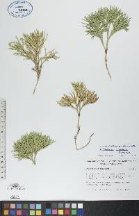 Diphasiastrum tristachyum image