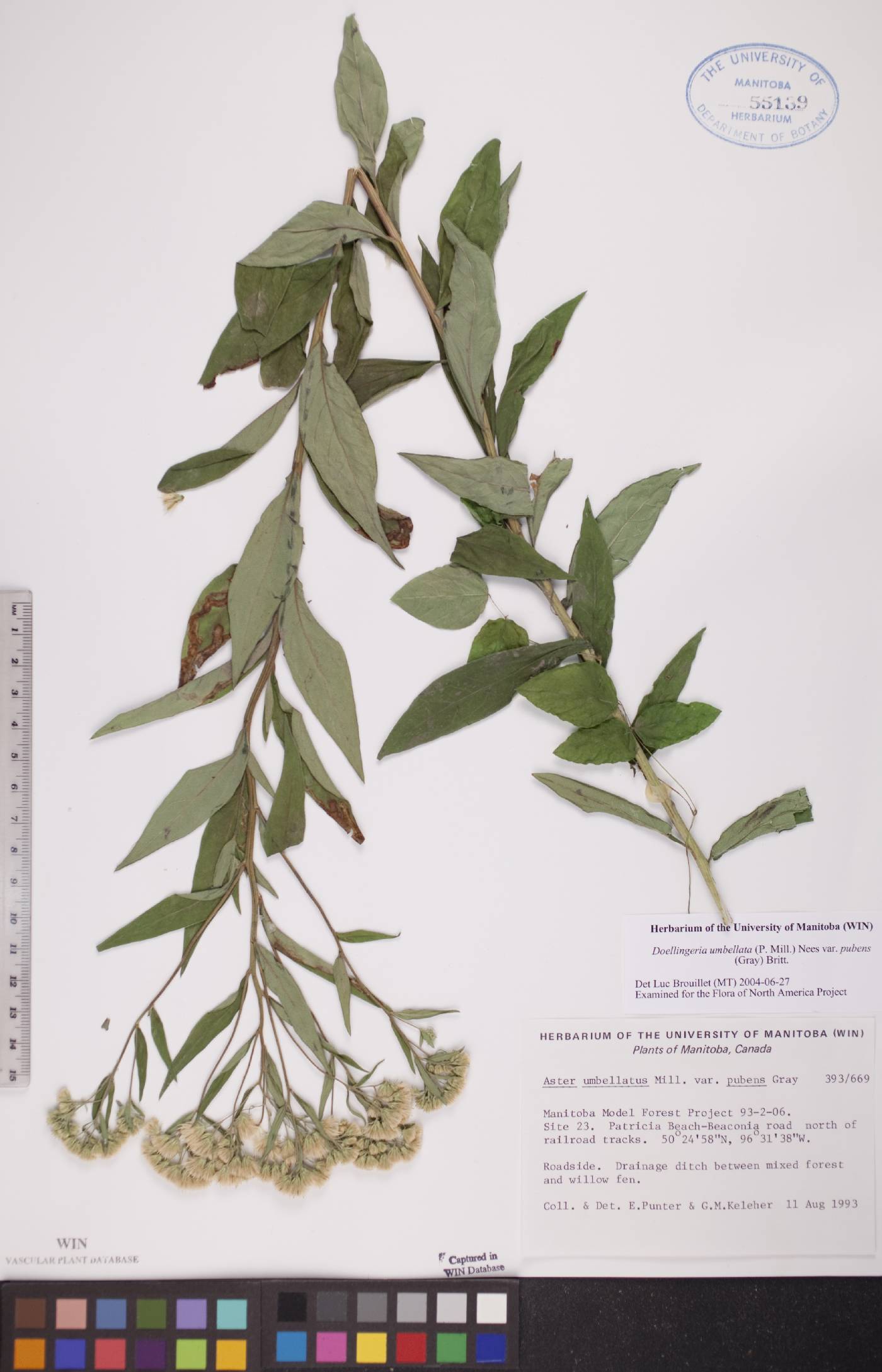 Doellingeria umbellata var. pubens image