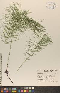 Equisetum pratense image