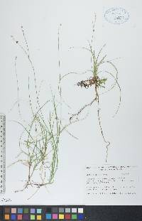 Carex disperma image