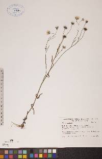 Crepis tectorum image