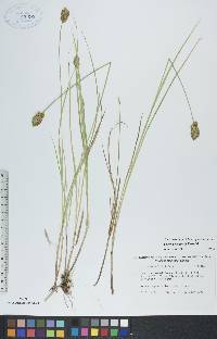 Carex crawfordii image